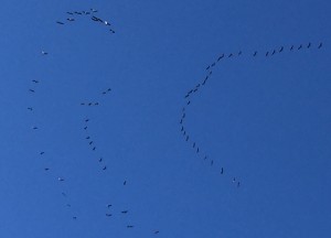 Los pájaros se agolpaban para mirar el seiscientos